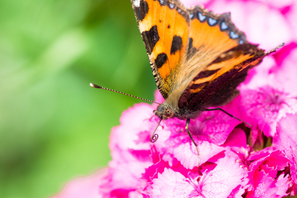 Schmetterling - Dein Zuhause ist Deine Oase