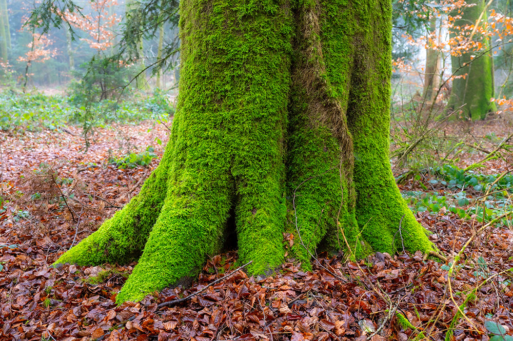 Mit der Erde fest verwurzelter Baum