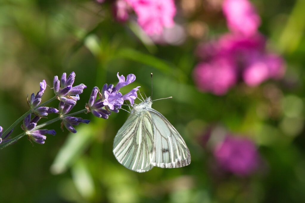 Schmetterling im Garten